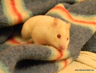 Hamster adopcion Rosquilla